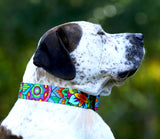 Regal looking brown and white spotted dog wearing an extra wide 1.5" webbing dog collar with Mandelas symbolizing the cosmos or universe