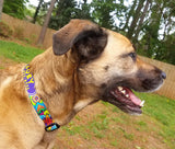 Medium sized beige dog with black nose and ears wearing a personalized dog collar with it's name Zoey and her phone number over artwork of Hindu Mandelas