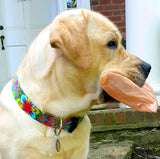 Big Yellow Lab holding a newspaper in it's mouth while wearing a very bright multi colored dog collar with Hindu Mandela symbols in the dog collar art.