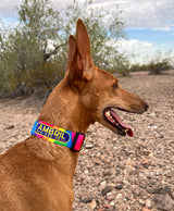 Rainbow Viscaya Personalized Dog Collar