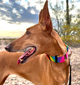 Rainbow Viscaya Personalized Martingale Dog Collar