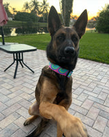 Waves Pink/Aqua Dog Collar