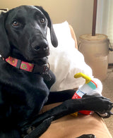 Puppy Pulitzer Pink Paisley Personalized Dog Collar