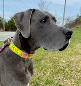 Puppy Pulitzer Orangutan Twist Personalized Dog Collar