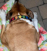 Rainbow Prints Personalized Dog Collar