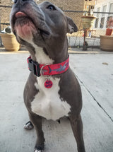 Sharks Attack Dog Collar Red Personalized Dog Collar