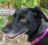 Sharks Attack Dog Collar Pink Personalized Dog Collar