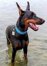 Mermaid Scales Teal Personalized Dog Collar