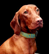Brown Dog wearing a Triggerfish Dog Collar showing an artist rendition of the coral reef fish