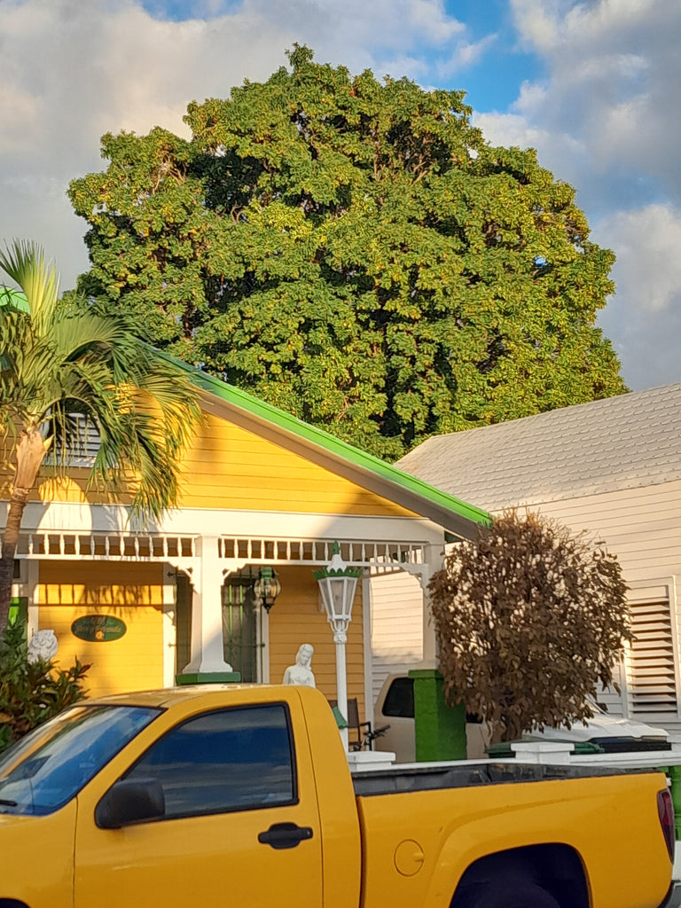My Favorite Street in Key West that I think you should Explore – Wagadoodle