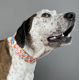 Orange Bones Signature Personalized Dog Collar