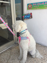 Anchors Pink & Aqua Personalized Dog Collar