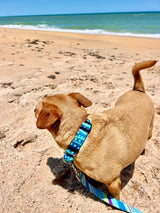 Whale Shark Personalized Dog Collar