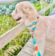 Seaside Stripes Coral & Seafoam Martingale Dog Collar