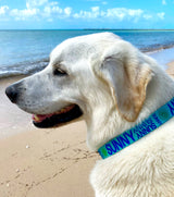 Signature-Autograph Personalized Dog Collar Aqua