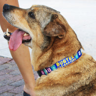 Mile Zero Blue Personalized Dog Collar