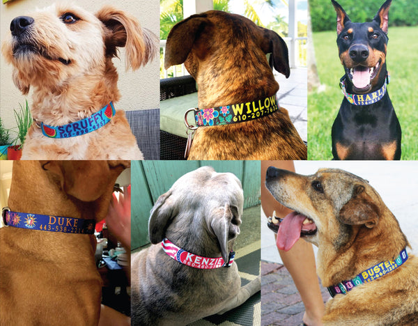 Dogs wearing personalized Dog Collars with their name and phone number on dog collars with unique artwork on them