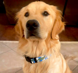 Puppy Pulitzer Alligator Blue Stripes Personalized Dog Collar