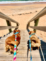 Seaside Stripes Candy Martingale Dog Collar