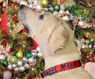 Christmas Buffalo Plaid Red Personalized Dog Collar