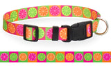 Citrus Blast Dog Collar