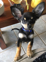 Key West Conch Republic Royal Blue Personalized Dog Collar