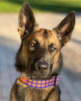 Halloween Plaid Purple & Orange Personalized Dog Collar