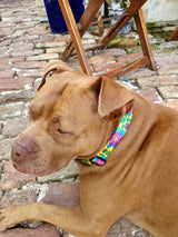 Passion Flower Yellow Dog Collar