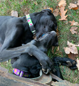 Daisy Purple Personalized Dog Collar