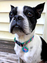 Pink Flamingo with Palm Trees Martingale Dog Collar