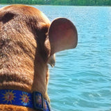 Key West Conch Republic Royal Blue Personalized Dog Collar