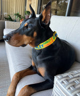 Signature-Autograph Personalized Dog Collar Yellow