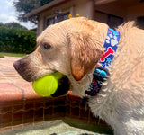 Patriotic Party Dog Collar