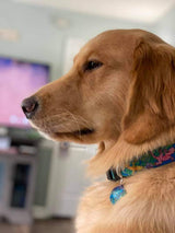 Geckos on Blue Dog Collar Art