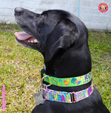 Key West Chickens Lime Personalized Dog Collar