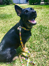 Key West Mystery Blob Street Art Dog Collar