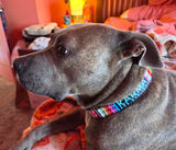 Key West Rainbow Picket Fence Dog Collar Art