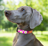 Daisy with Pink Personalized Dog Collar