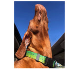 Mahi  Mahi Flash Personalized Martingale