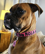 Jeeps Off-Road Pink Personalized Dog Collar