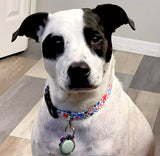 Star Spangled Personalized Dog Collar