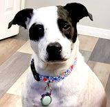 Star Spangled Dog Collar Art