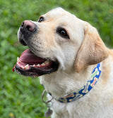 Royal Blue Signature Bones Personalized Dog Collar