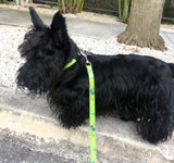 Key West Chickens Lime Personalized Dog Collar