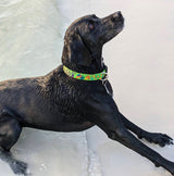 Key West Chickens Dog Collar Lime