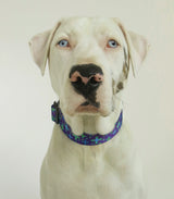 Blue Crux Personalized Dog Collar