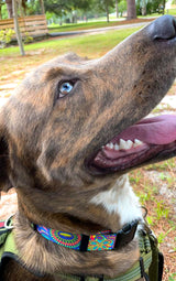 Dreamstime Personalized Dog Collar