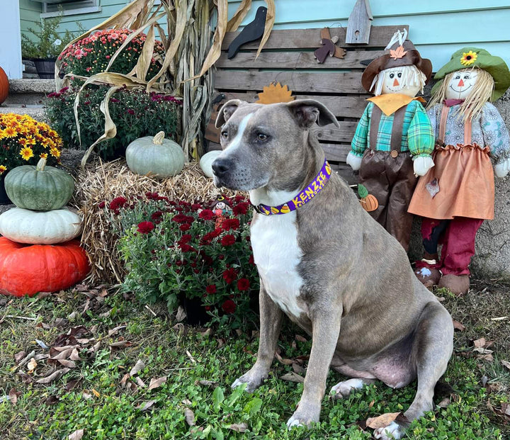 Halloween Funny Not so Scary Purple Personalized Dog Collar