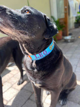 Bow Ties on Blue Personalized Dog Collar