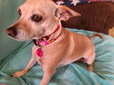 Royal Crowns Pink Personalized Dog Collar